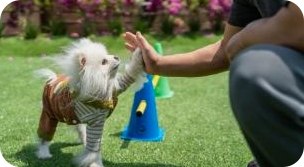 남해 커플 바다뷰 펜션 1박2일 남해 댕댕이 애견 펜션 블루 시설